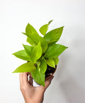Epipremnum Neon