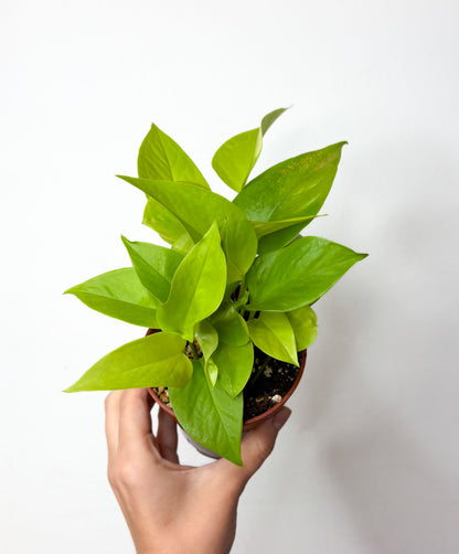 Epipremnum Neon