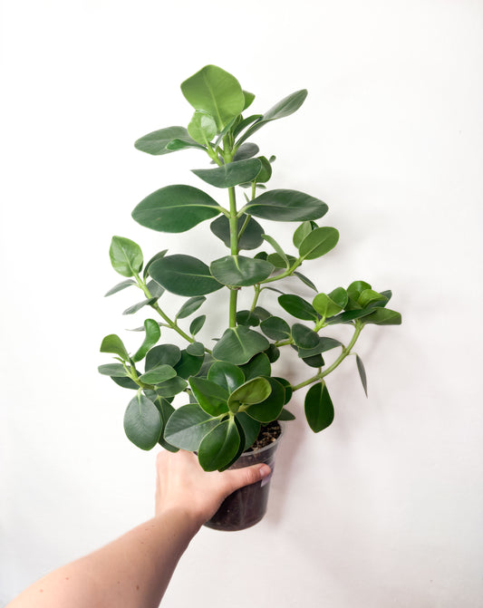 Clusia rosea