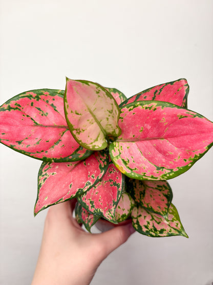 Aglaonema Pink Star