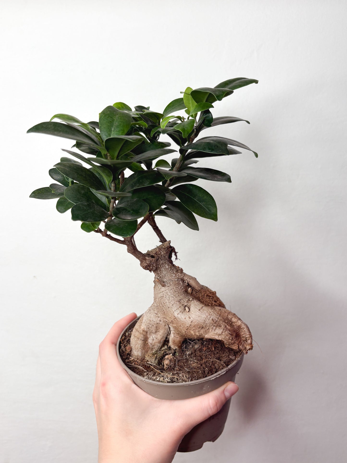 Ficus Microcarpa