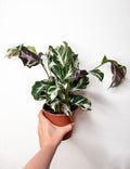 Calathea 'White Fusion'