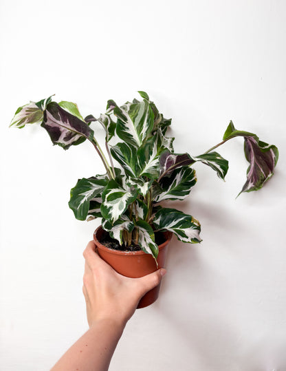 Calathea 'White Fusion'