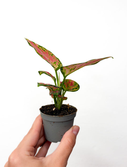 Aglaonema Harleyquin
