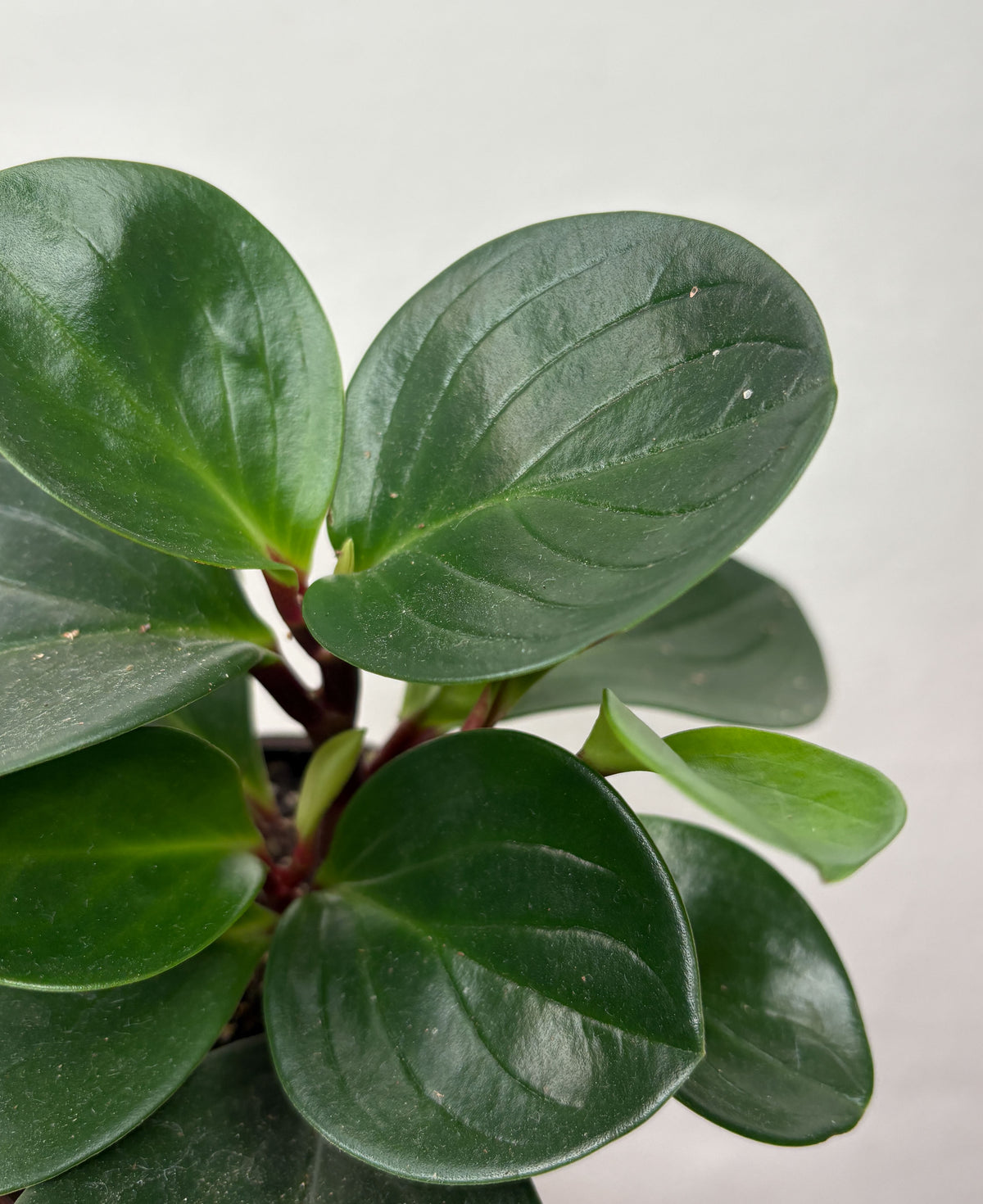 Peperomia obtusifolia