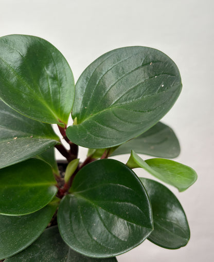 Peperomia obtusifolia