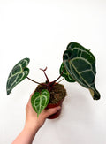 Anthurium crystallinum
