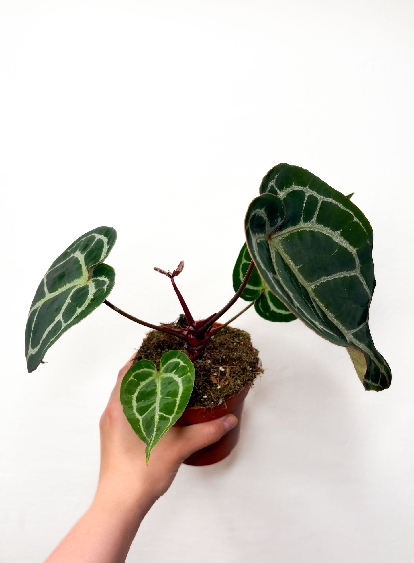 Anthurium crystallinum