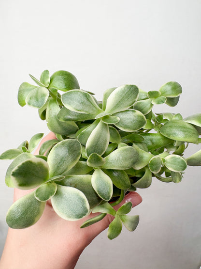 Crassula Moneymaker