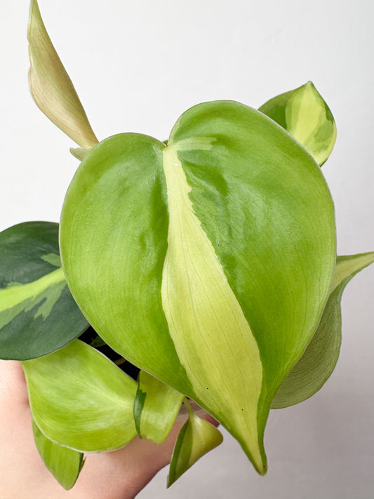 Philodendron Brasil