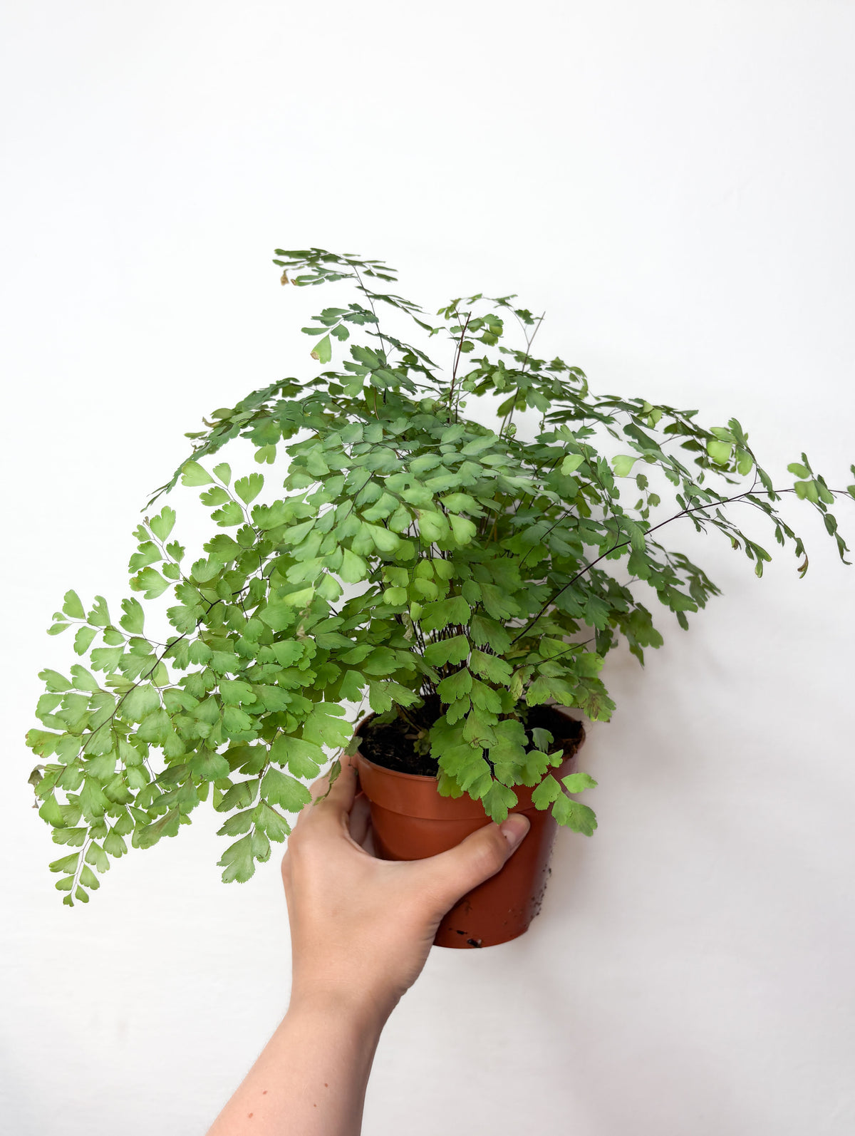 Adiantum fragrans