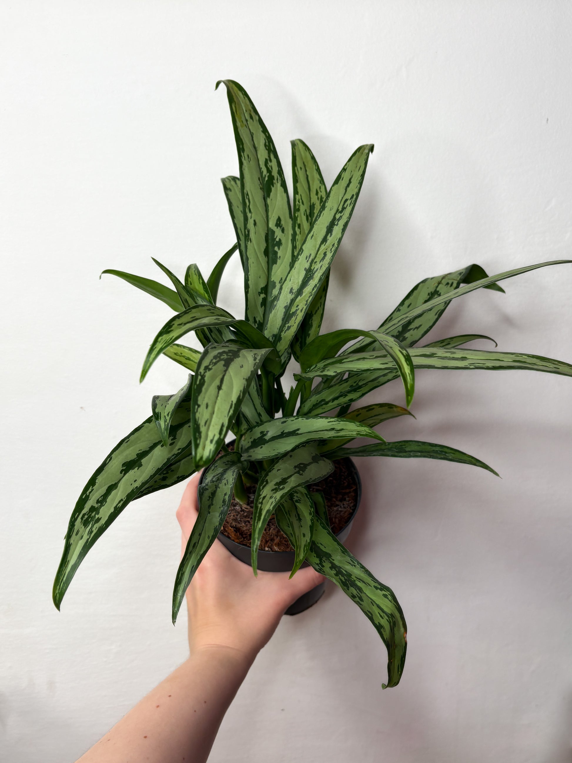 aglaonema cutlass cats Aglaonema Cutlass, buy aglaonema – Plantaholic