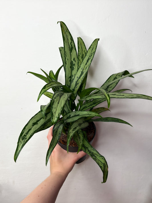 Aglaonema Cutlass