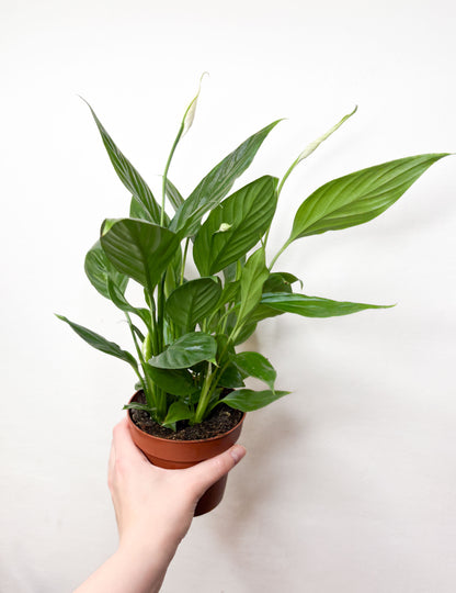 Spathiphyllum Wallisii