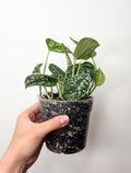 Scindapsus Pictus