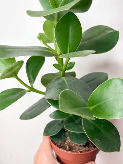 Clusia rosea