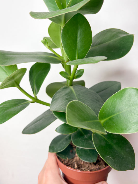 Clusia rosea