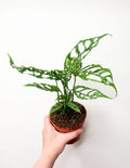Monstera obliqua Peru