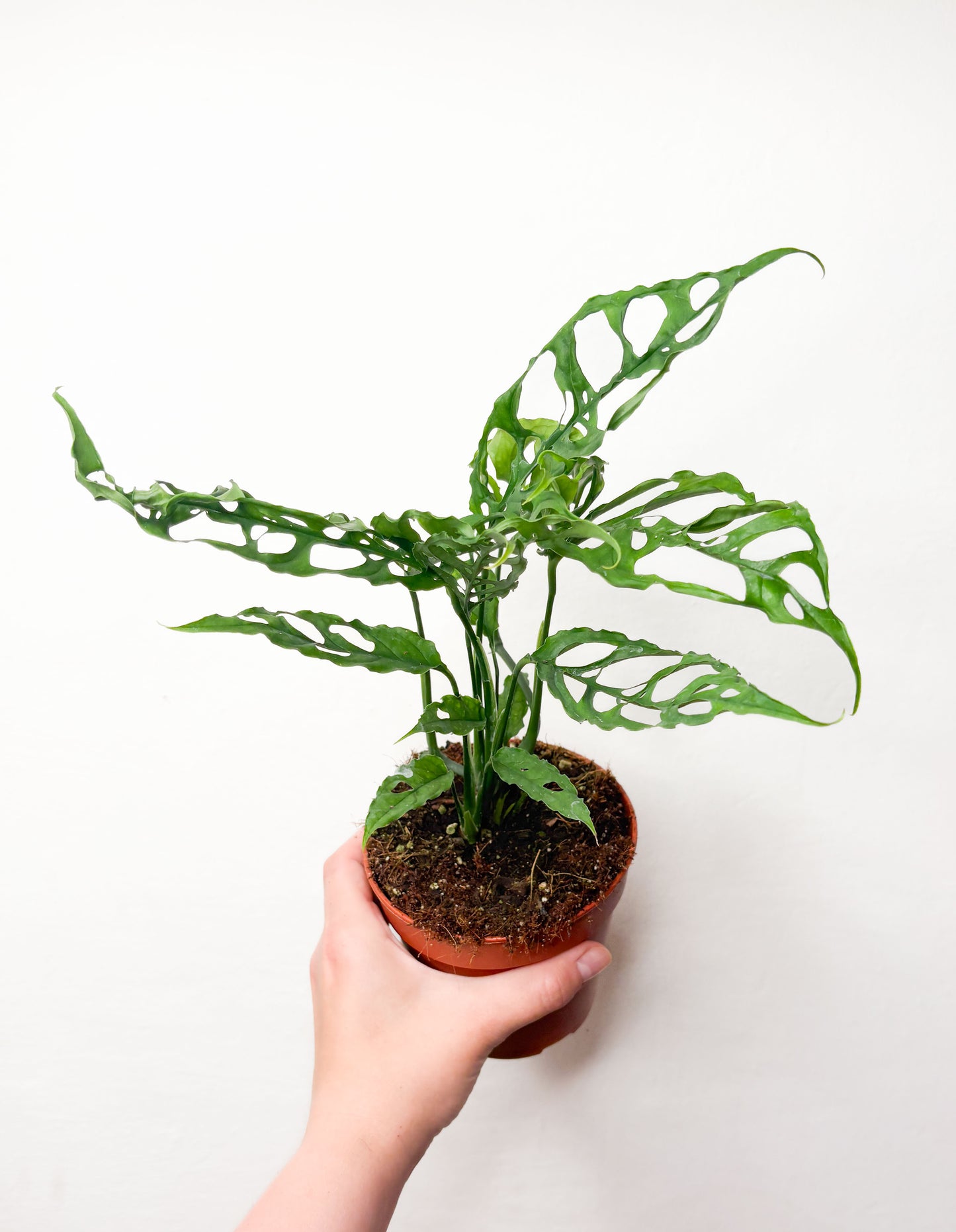 Monstera obliqua Peru