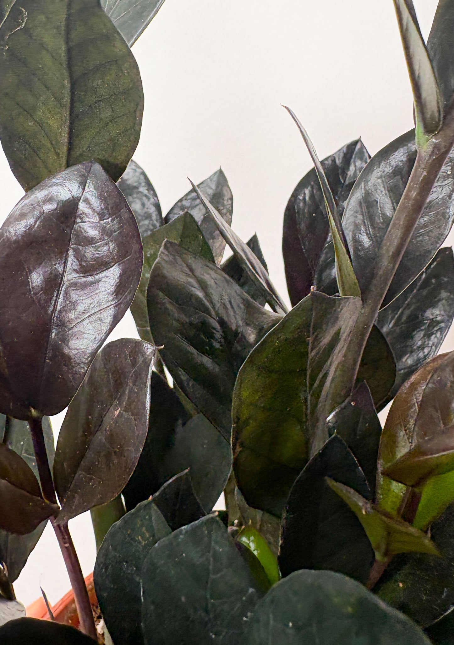 Zamioculcas 'Raven'