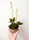 Ludisia discolor