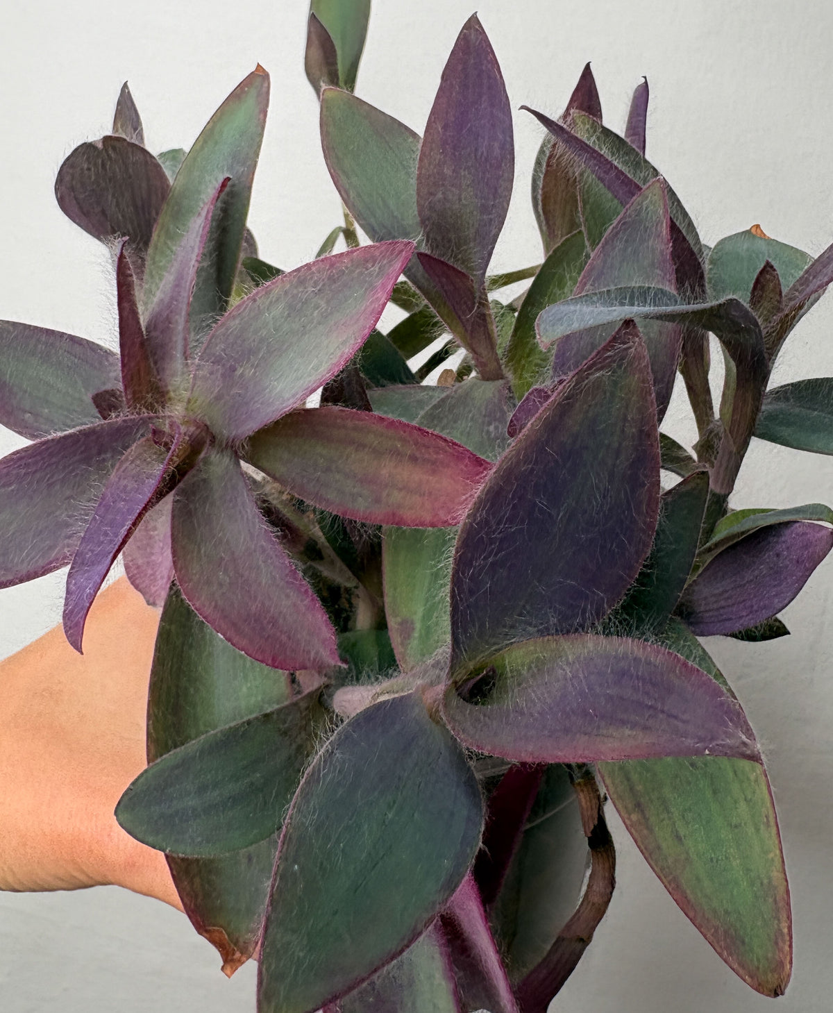 Tradescantia Pallida