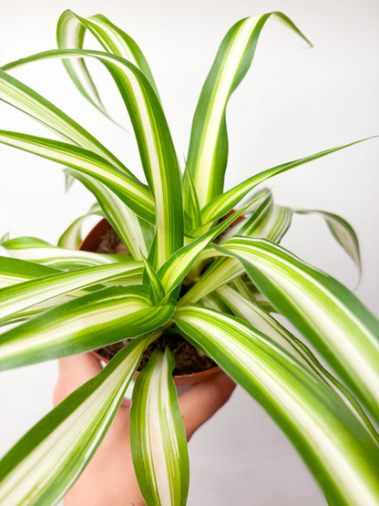 Chlorophytum 'Variegatum'