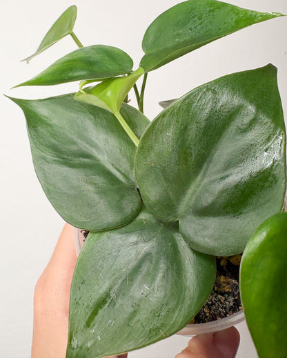 Heartleaf Philodendron