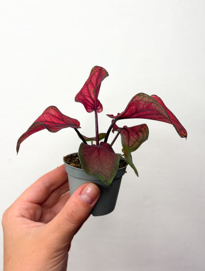Caladium ‘Lucia’