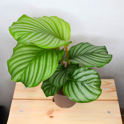 Calathea Orbifolia