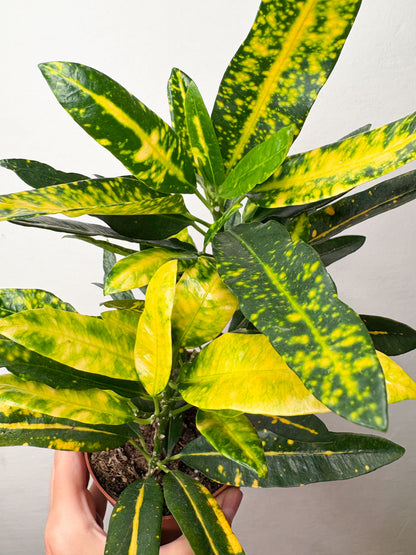 Codiaeum variegatum ‘Sunny Star’