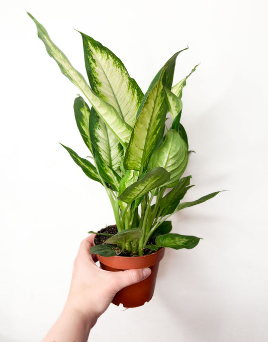 Dieffenbachia ‘Camilla’
