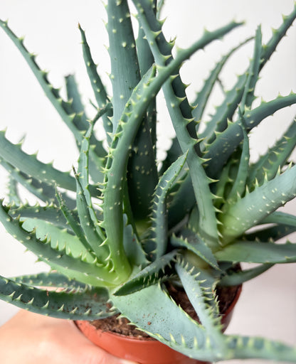 Aloe arborescens