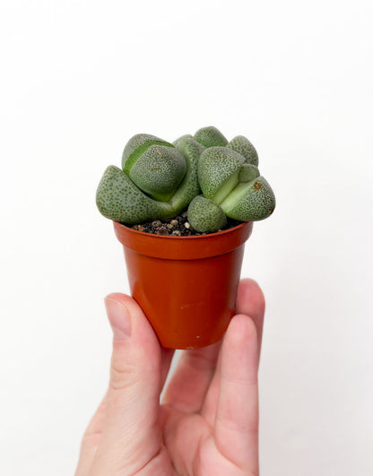 Lithops (dzīvais akmens)