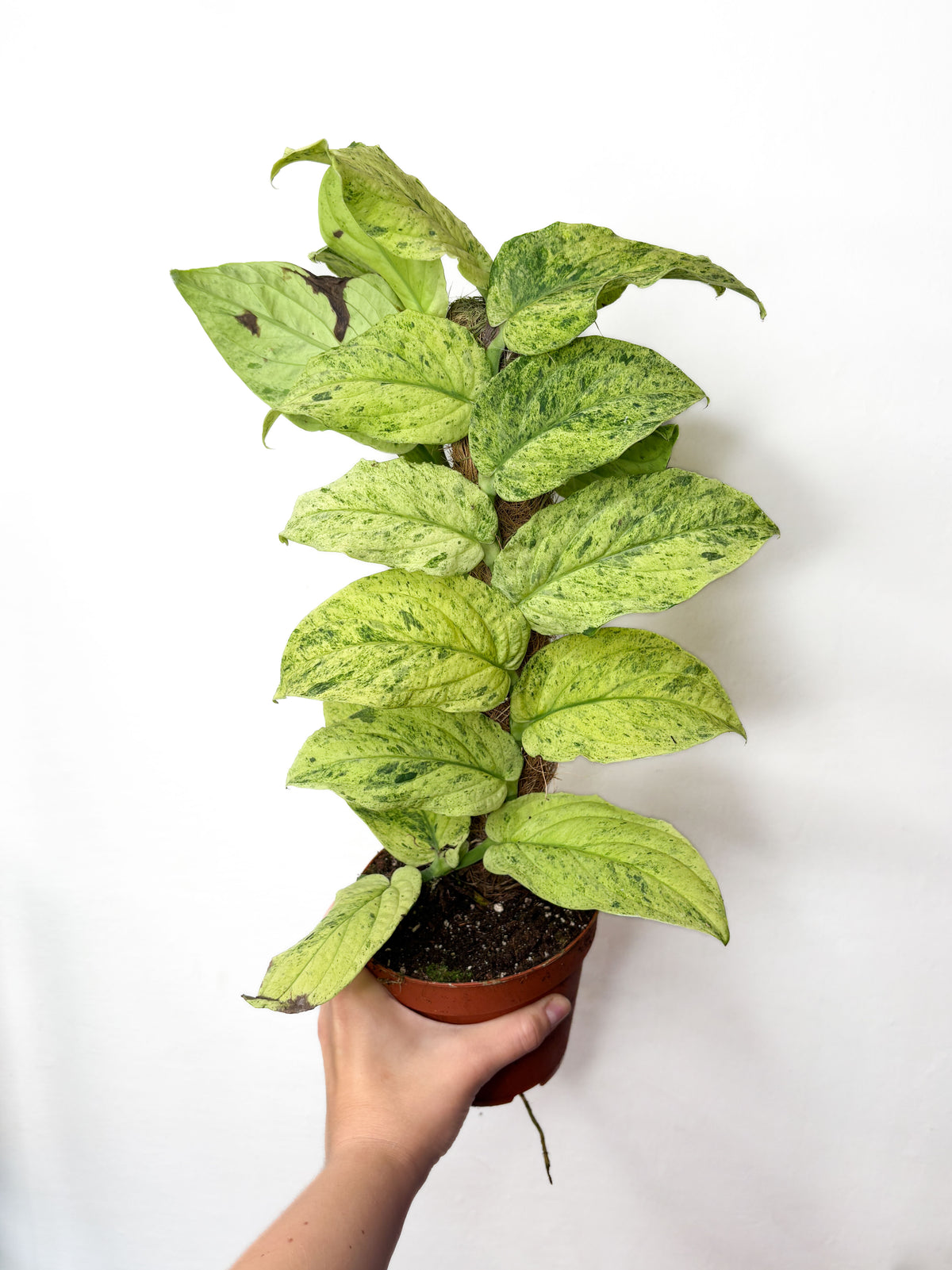 Rhaphidophora korthalsii ‘Marble Aurea’
