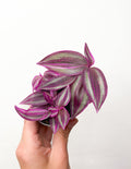 Tradescantia Zebrina