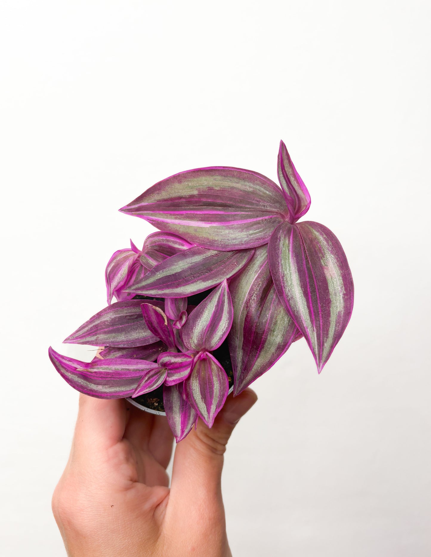 Tradescantia Zebrina