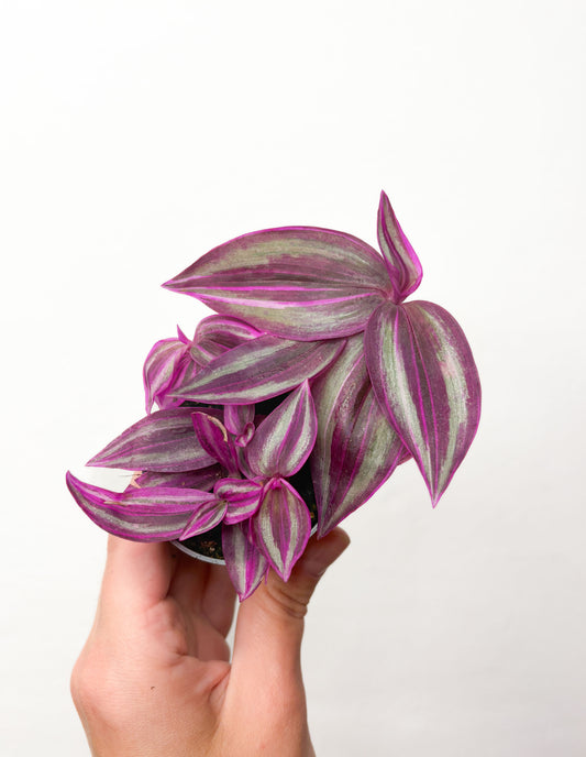 Tradescantia Zebrina