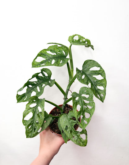 Monstera adansonii variegata ‘Mint’