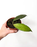 Hoya clemensiorum ‘Short Leaf’
