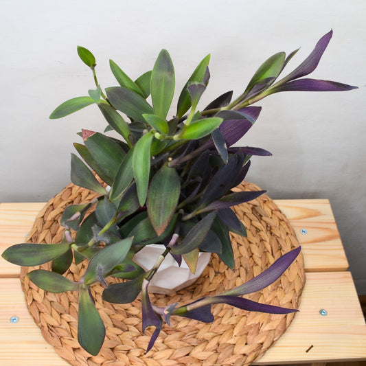 Tradescantia Pallida