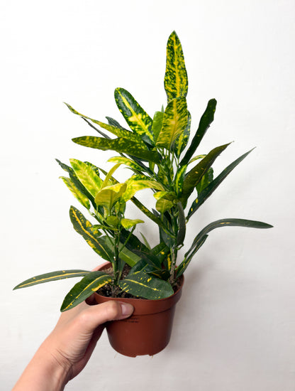 Codiaeum variegatum ‘Sunny Star’