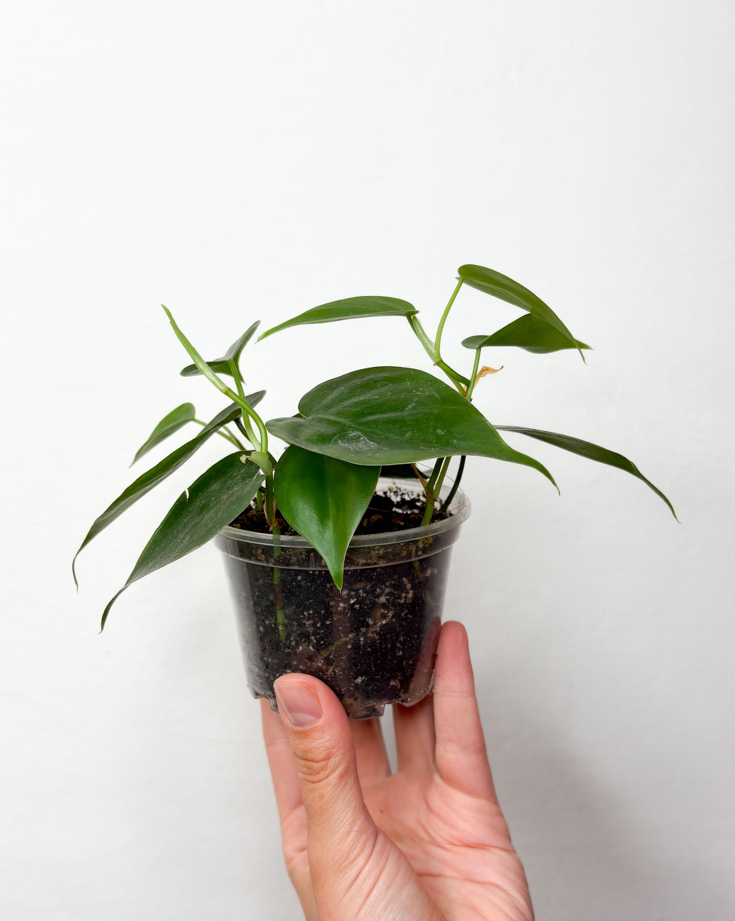 Heartleaf Philodendron