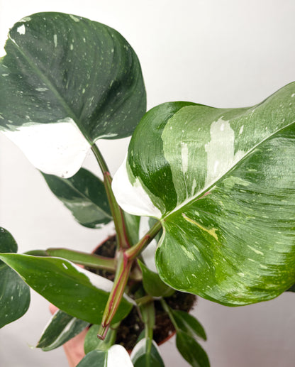 Philodendron ‘White Princess’