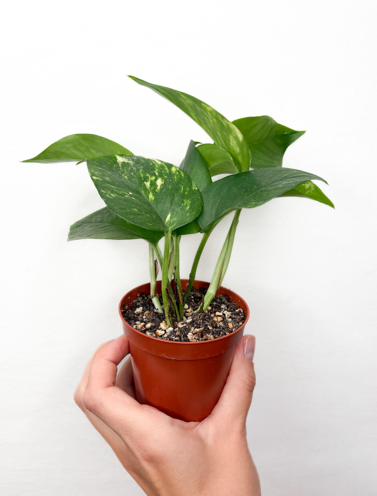Golden Pothos (mazs)