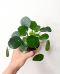 Pilea peperomioides