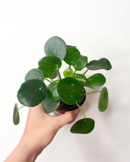 Pilea peperomioides