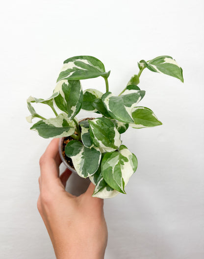 Epipremnum N’Joy