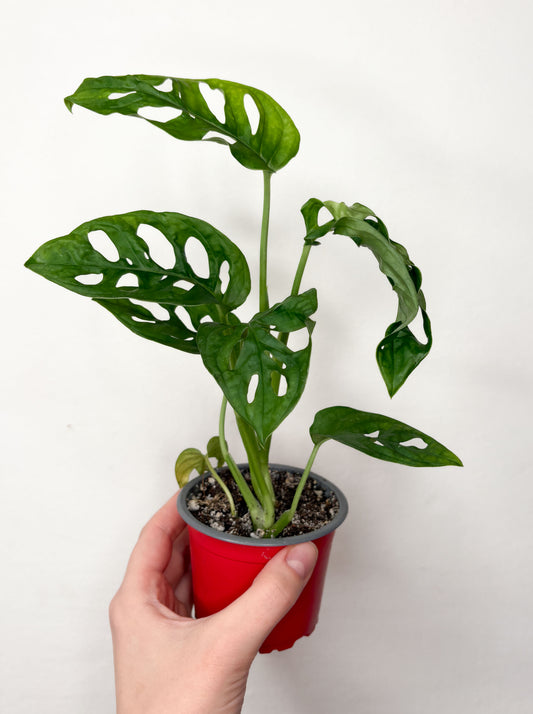 Monstera Monkey