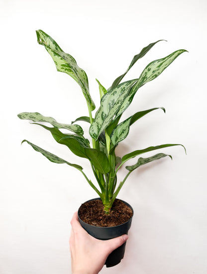 Aglaonema Laurel Green